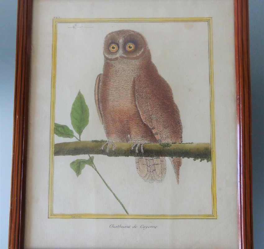 ancienne gravure XVIII oiseau martinet